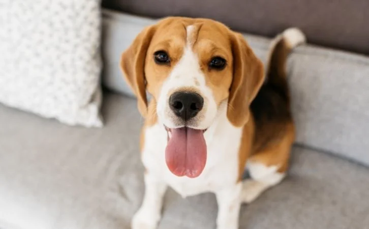 Dog Breeds for Families in India
