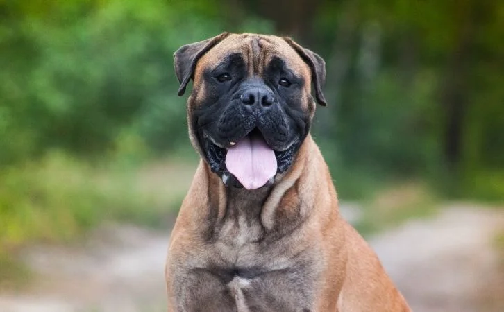 Big Dog Breeds in India