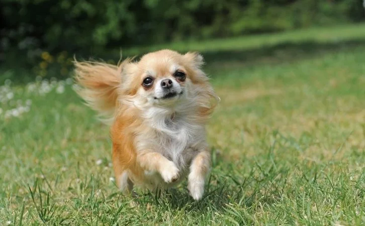 Dog Breeds for Families in India