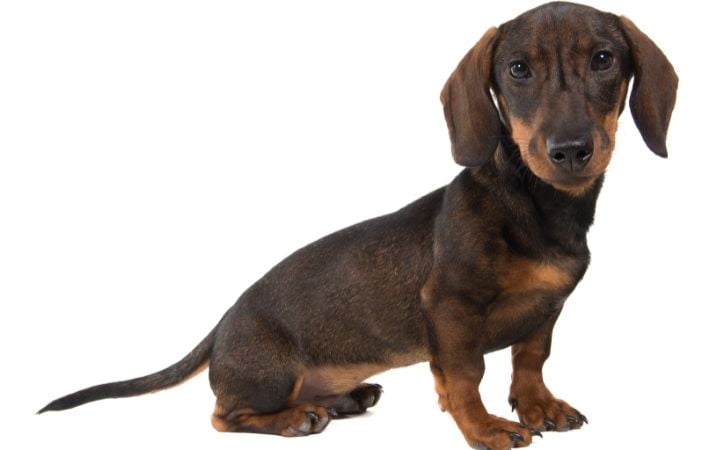 Foreign Dog Breeds in India