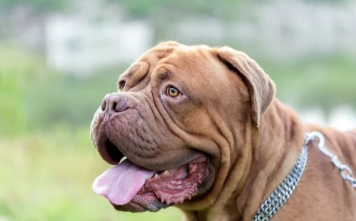 Big Dog Breeds in India