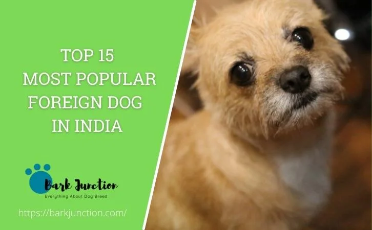 Foreign Dog Breeds in India
