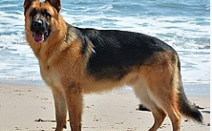 Dog Breeds for Families in India