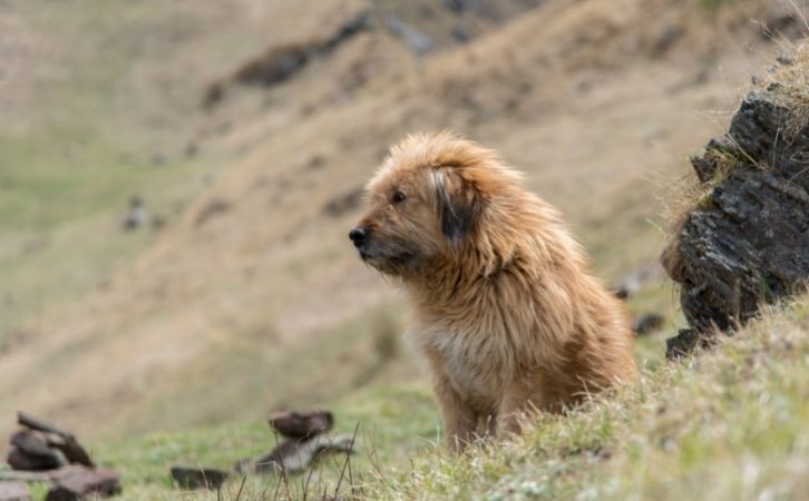 Native Indian Dog Breeds Himalayan Mastiff