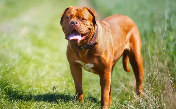 Big Dog Breeds in India