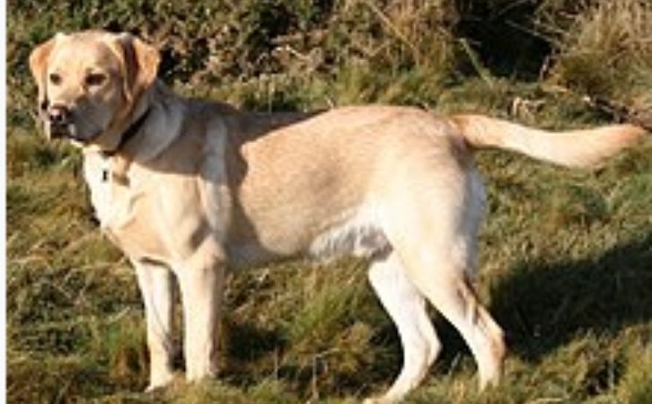 Foreign Dog Breeds in India