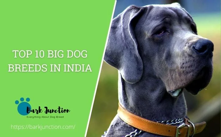 Big Dog Breeds in India