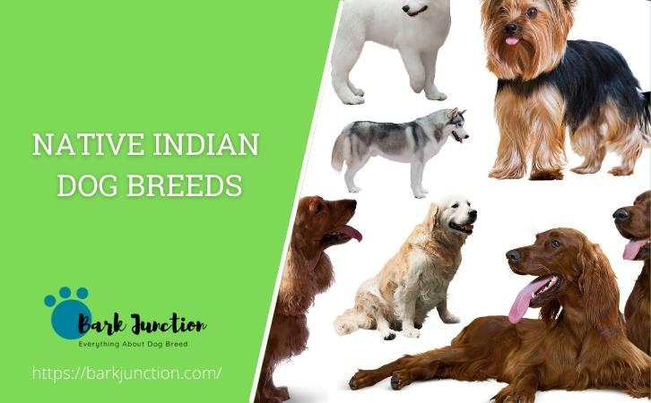Native Indian Dog Breeds