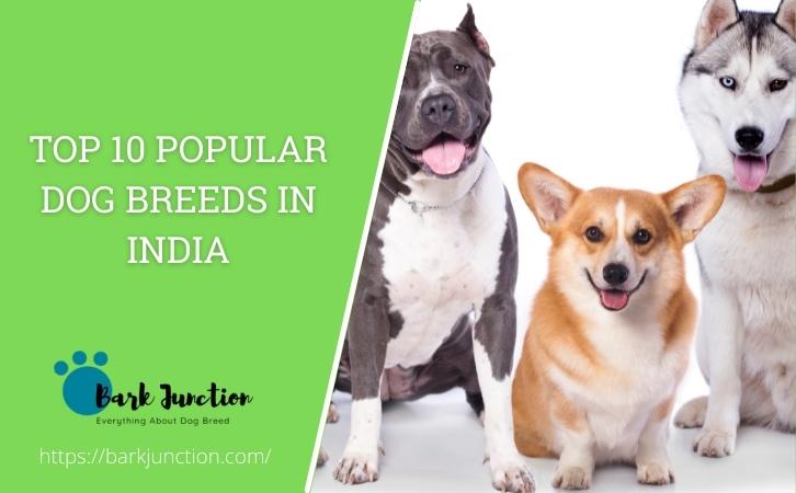 Popular Dog Breeds In India