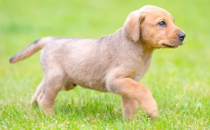 Low Maintenance Dog Breeds in India