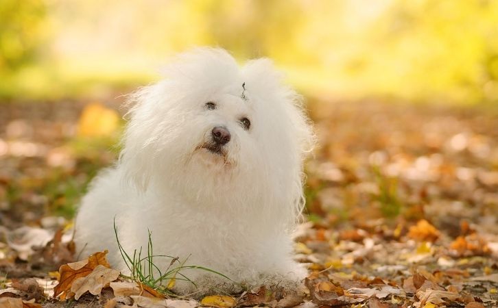 White Cute Dog Breeds in India