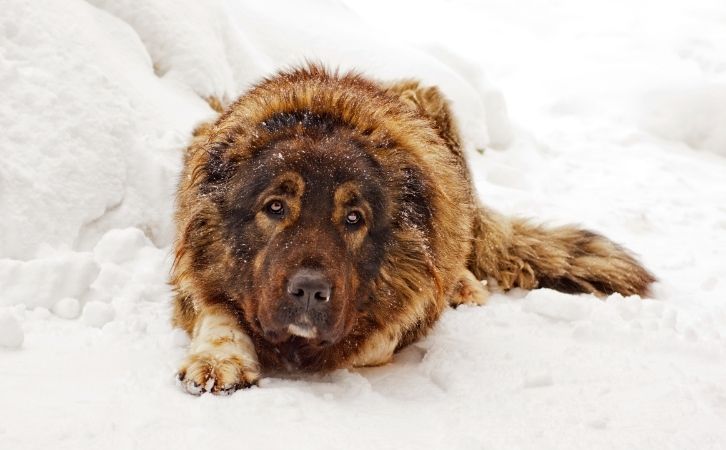 Best Guard Dog Breeds in India