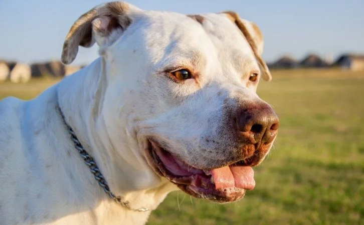 Most Dangerous Dog Breeds in India
