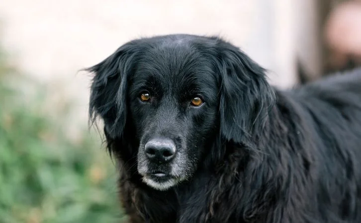 Best Black Dog Breeds in India