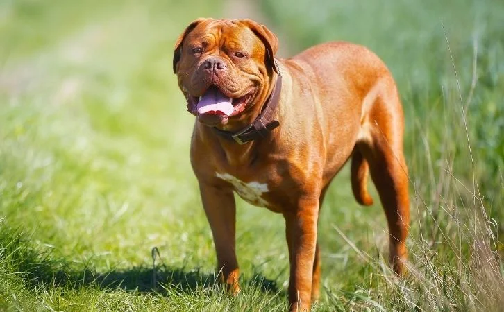Most Dangerous Dog Breeds in India