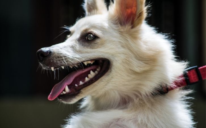 Budget Friendly Dog Breeds In India
