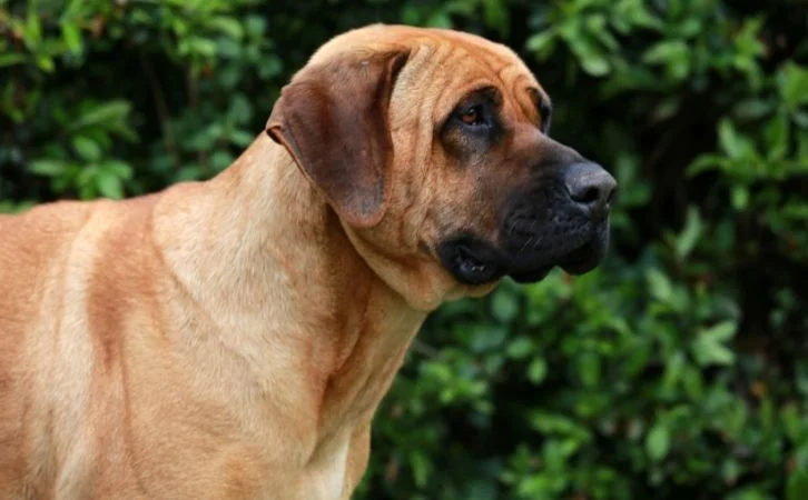 Most Dangerous Dog Breeds in India