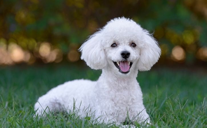 Toy Dog Breeds in India
