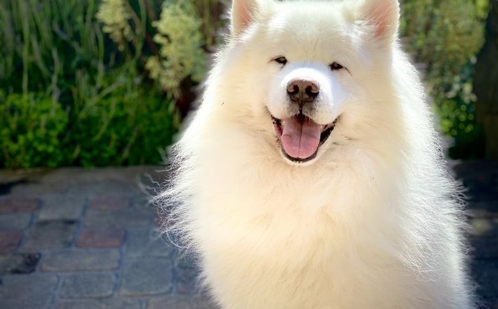 White Cute Dog Breeds in India