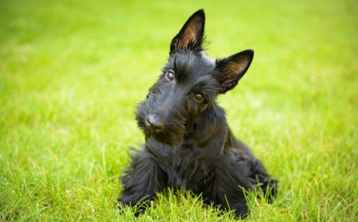 Best Black Dog Breeds in India