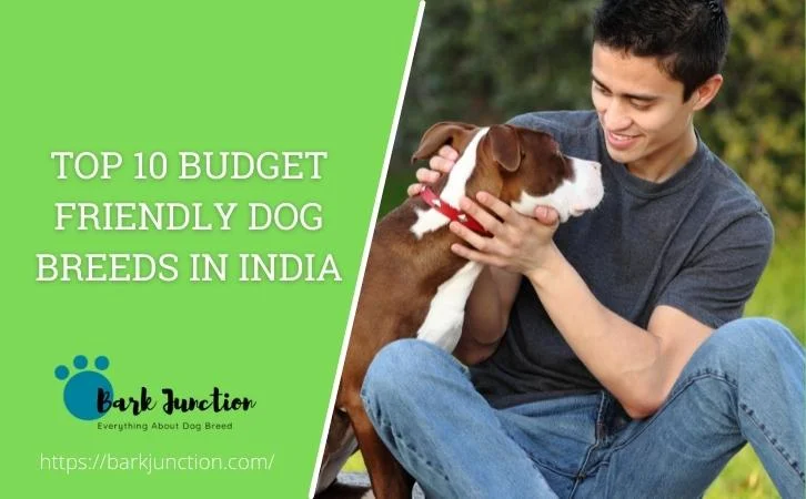 Budget Friendly Dog Breeds In India