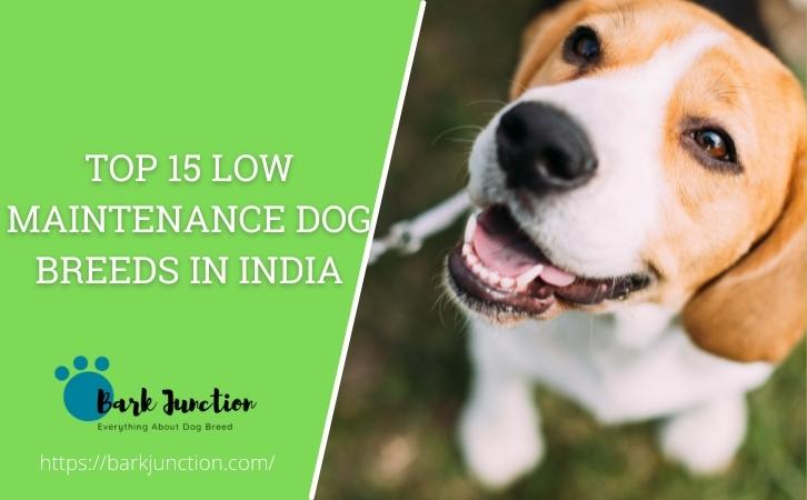 Low Maintenance Dog Breeds in India