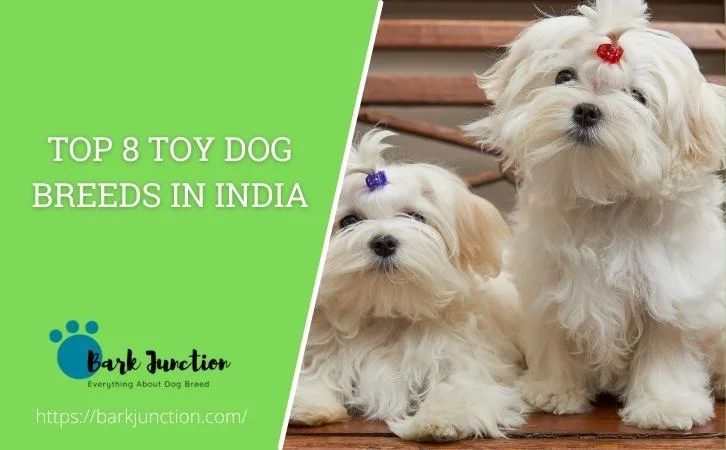 Toy Dog Breeds in India
