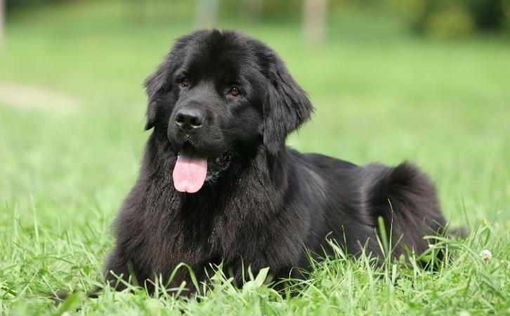 Most Expensive Dog Breeds in India
