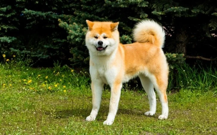 Most Loyal Dog Breeds