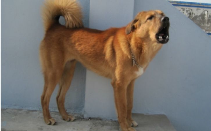 Himalayan Mountain Dog Breeds