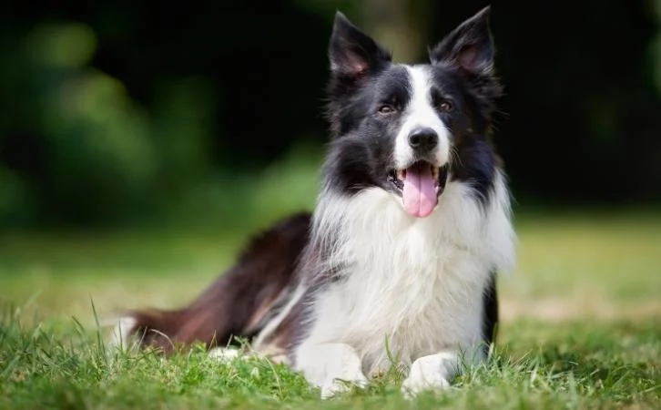 Medium Dog Breeds