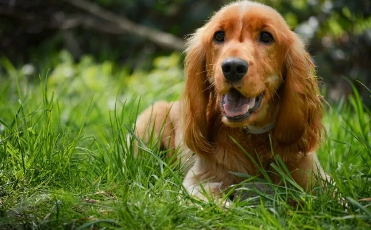 Calmest Dog Breeds