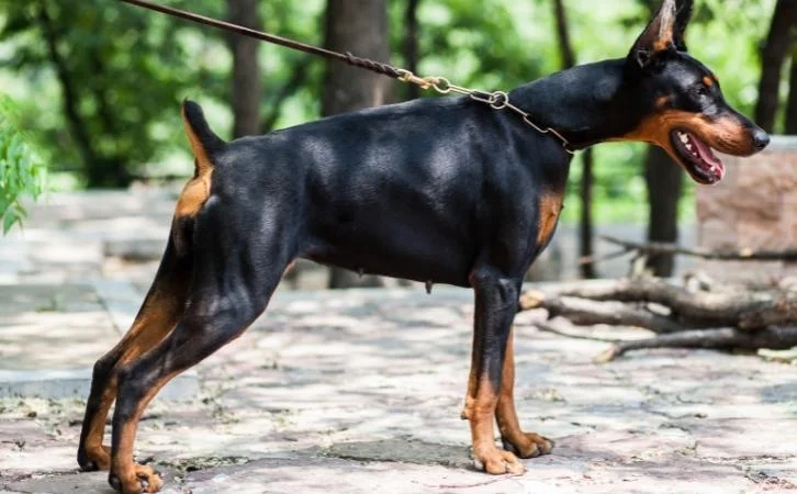 Most Loyal Dog Breeds