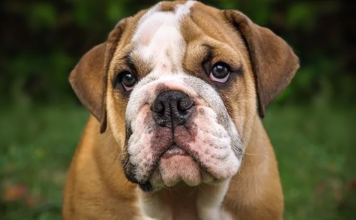 Calmest Dog Breeds