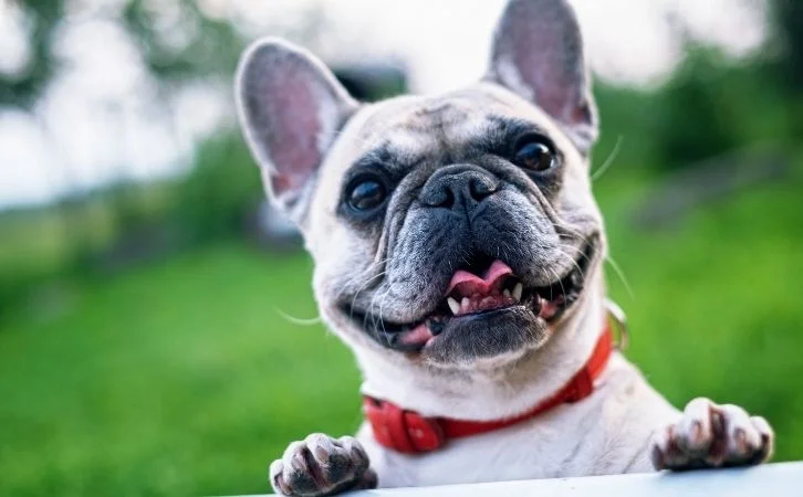 Calmest Dog Breeds