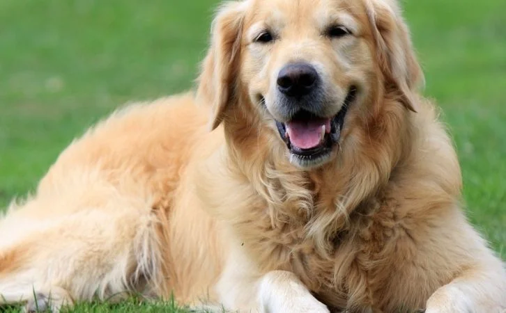 Calmest Dog Breeds
