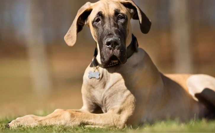 Calmest Dog Breeds