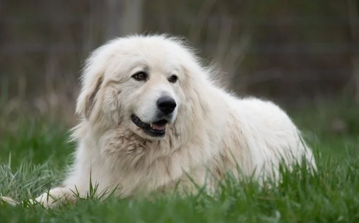 Most Loyal Dog Breeds