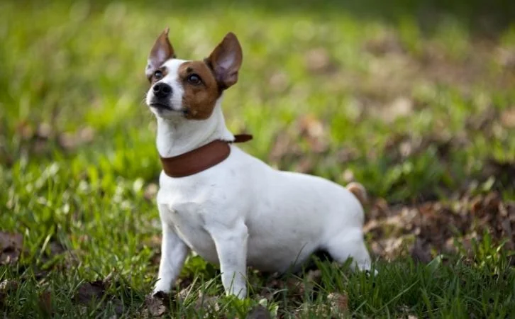 Longest Living Dog Breeds