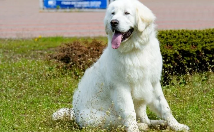 Most Loyal Dog Breeds