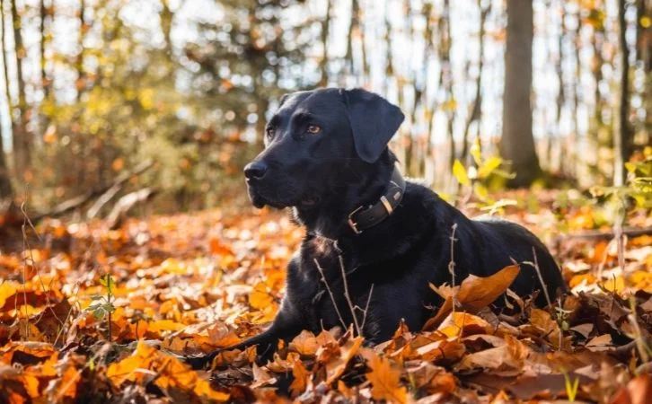 Calmest Dog Breeds