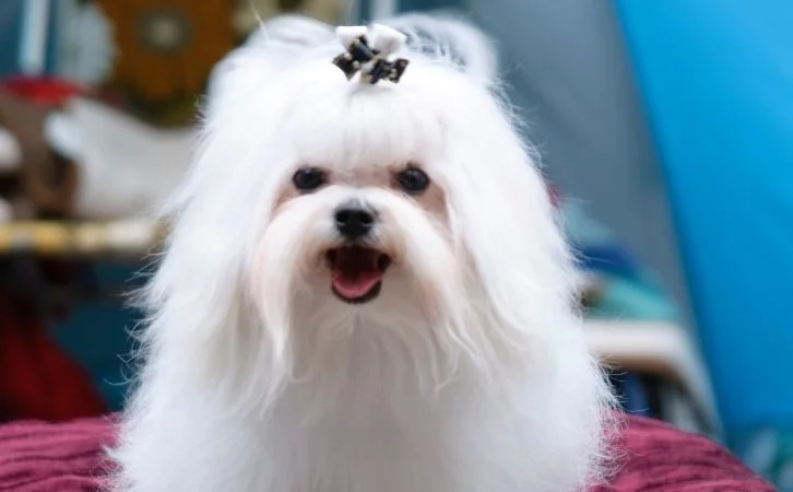 Longest Living Dog Breeds