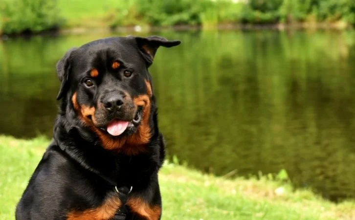 Most Loyal Dog Breeds