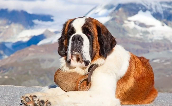 Calmest Dog Breeds