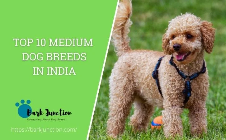 Top 10 Medium Dog Breeds in India