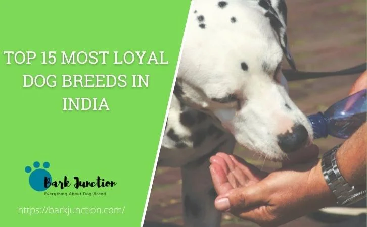 Most Loyal Dog Breeds