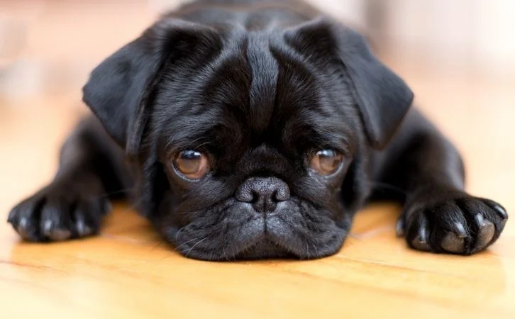 Calmest Dog Breeds