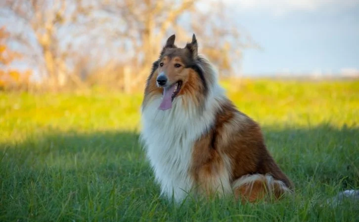 Most Loyal Dog Breeds
