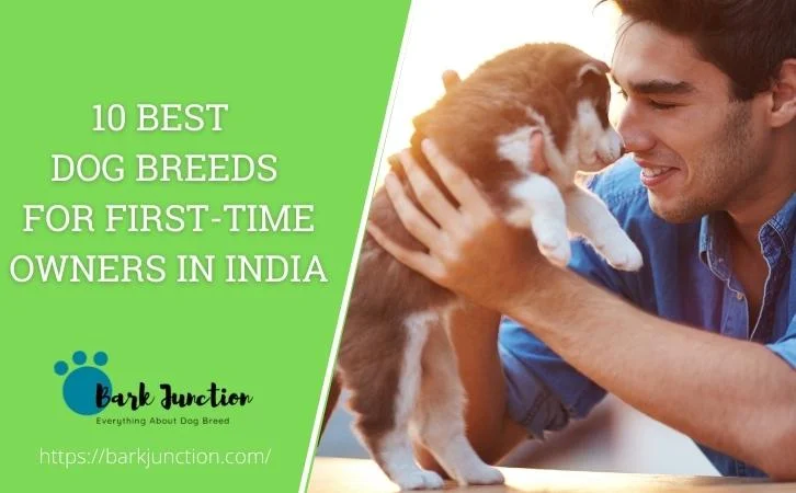 Dog Breeds for First-Time Owners