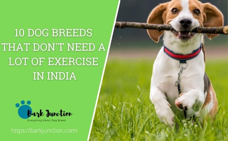 Dog Breeds That Don't Need a Lot of Exercise